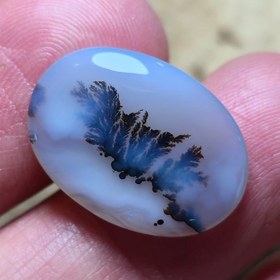 تصویر شجر قائنات 