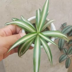 تصویر گیاه گندمی ابلق روشن سایز کوچک(spider plant) 