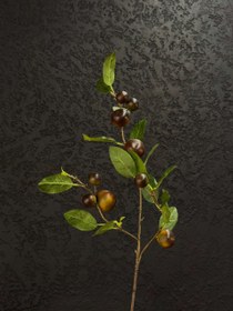 تصویر آلو جنگلی وارداتی 