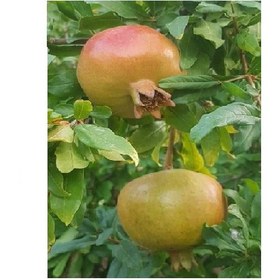 تصویر انار ترش گیلان 