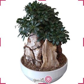 تصویر گلدان بونسای رادین 