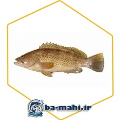 تصویر ماهی هامور بزرگ 