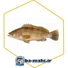 تصویر ماهی هامور بزرگ 