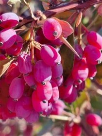 تصویر زرشک امسالی اعلا خراسان کلی و جزئی 