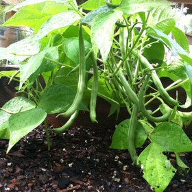 تصویر بذر لوبیا سبز 10 گرمی 