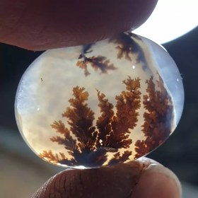 تصویر شجر قائن زیبا خاص 