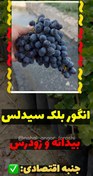 تصویر نهال انگور بلک سیدلس Black sidless grape