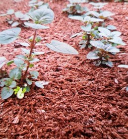 تصویر نشا مرزنجوش کبیر Wild marjoram
