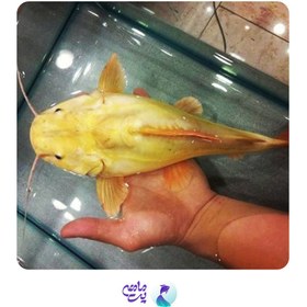 تصویر ماهی ردتیل آلبینو سایز 10 تا 13 سانت 