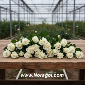 تصویر گل رز هلندی سفید 