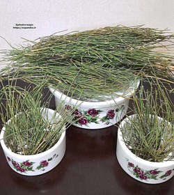 تصویر گیاه دارویی افدرا، ارمک، هوم، ریش بز (بسته 50 گرمی) Ephedra major 