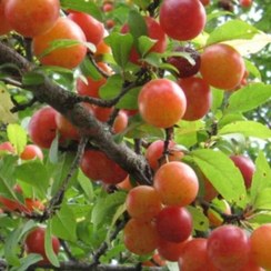 تصویر رب آلوچه جنگلی ترش ۱ کیلویی 