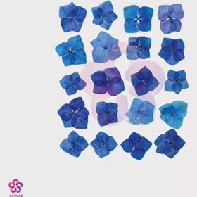 تصویر گل خشک هورتانسیا 