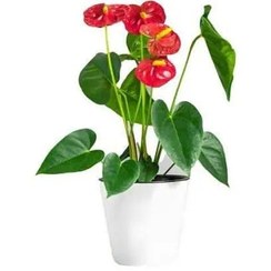 تصویر گیاه آنتوریوم با گلدان سرامیکی 