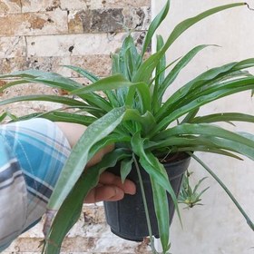 تصویر گیاه گندمی سبز سایز متوسط(spiderplant) 