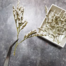 تصویر گل خشک سفید-01 