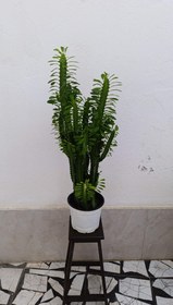 تصویر افوربیا سبز 