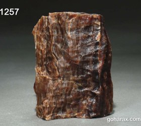 تصویر فسیل چوب 