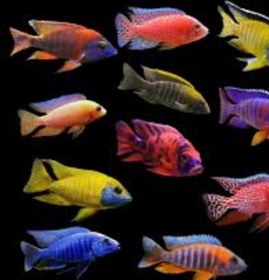 تصویر ماهی سیچیلاید رنگی آفریقایی ۱۲ تا ۱۴ سانت( پک ۳ عددی) Cichlid African colours