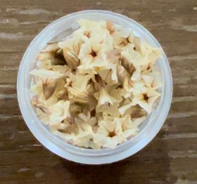 تصویر گل خشک شکوفه مینیاتوری 