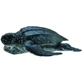 تصویر عروسک کالکتا مدل Sea Turtle 88680 طول 8 سانتی متر 