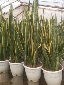 تصویر سانسوریا ابلق sansevieria