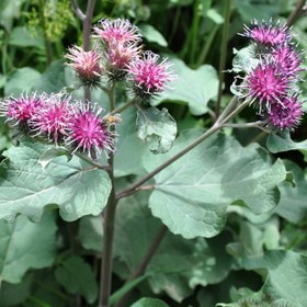 تصویر بذر بابا آدم 20 عددی 