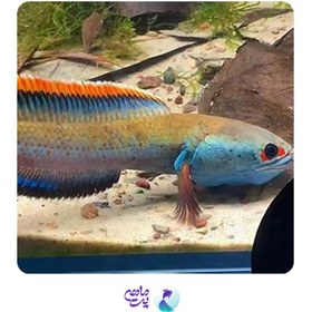 تصویر چانا فایر اند ایس سایز 10 تا 12 سانت 