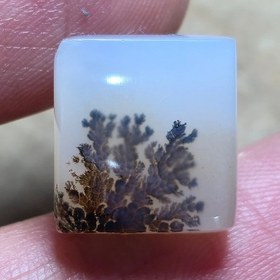 تصویر شجر قائن 