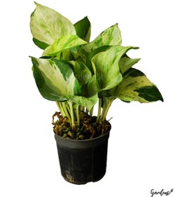 تصویر پتوس منجولا با گلدان سرامیکی 