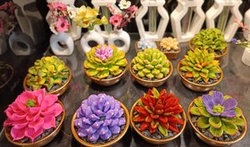 تصویر پک 6 تایی کاکتوس 