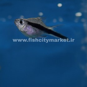 تصویر تترا پنگوئن بالن 