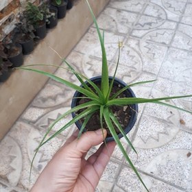 تصویر گیاه آپارتمانی هچتیا (آگاو لیندا) سایز کوچک(agave plant) 