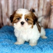 تصویر شیتزو عروسکی وارداتی نر کد 090 