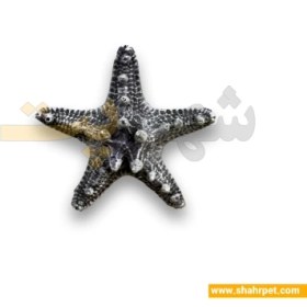 تصویر دکور پلی استر آکواریوم ستاره دریایی کوچک Aquarium Decoration Starfish