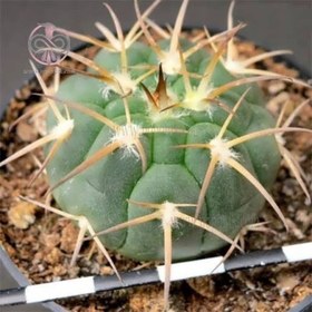 تصویر بذر ژمینو کاکتوس 10 عددی 