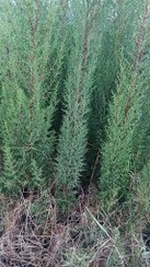 تصویر درختچه زیبای سرو شیراز قد دومتر 