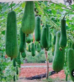 تصویر لیف طبیعی لوفا 