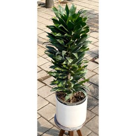 تصویر گلدان دراسینا بزرگ 