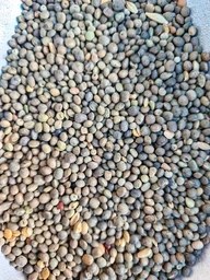 تصویر قره ماش اردبیلی 