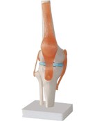 تصویر مولاژ مفصل زانو با نمایش رباط ها Molage of the knee joint with ligaments