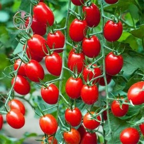 تصویر بذر گوجه زیتونی ببری زرد درختی cherry tomato seeds