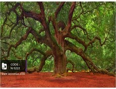 تصویر پوستر دیواری سه بعدی درخت کهنسال کد N-5222 