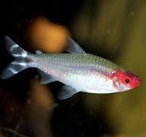 تصویر ماهی تترا رامینوز 1 تا 2 سانتی متر 