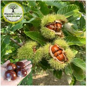 تصویر خرید نهال شاه بلوط ترکیه 