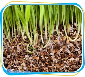 تصویر ورمیکولیت Vermiculite پرورش قارچ 