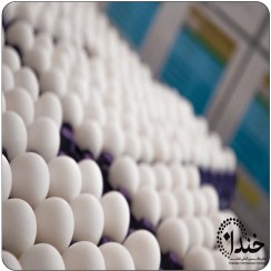 تصویر تخم مرغ فله مارکدار 
