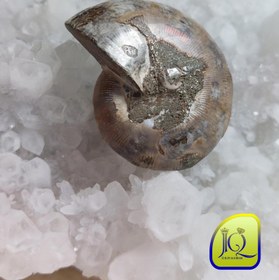 تصویر فسیل آمونیت 