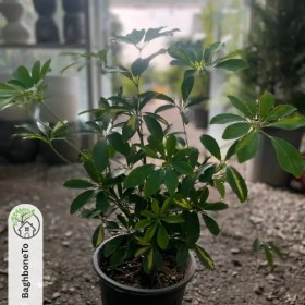 تصویر شفلرا سبز 