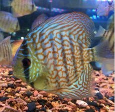 تصویر دیسکس تایگر 